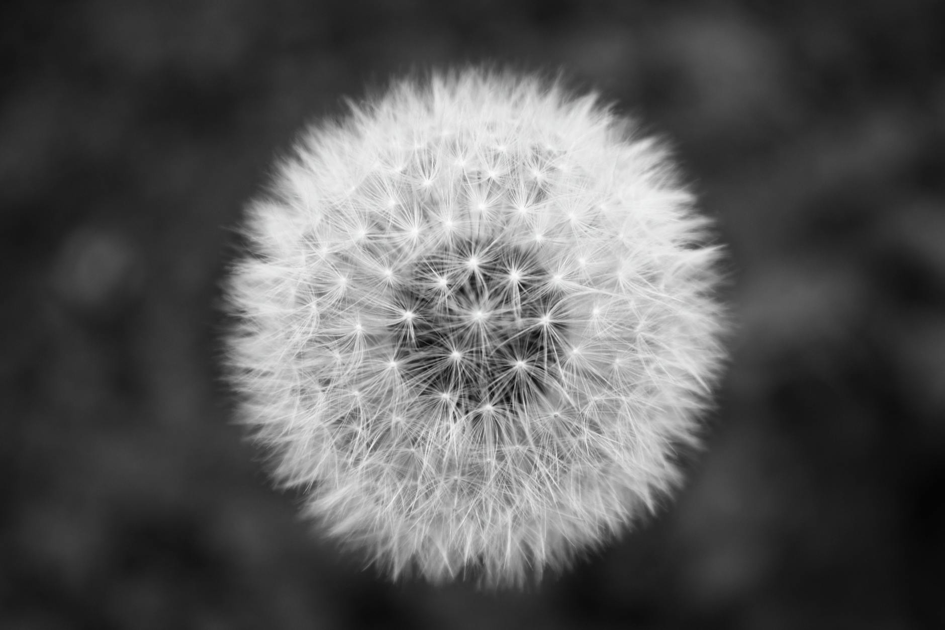 배달비 아끼는 요기요 네이버플러스 멤버십 무료 연동 방법