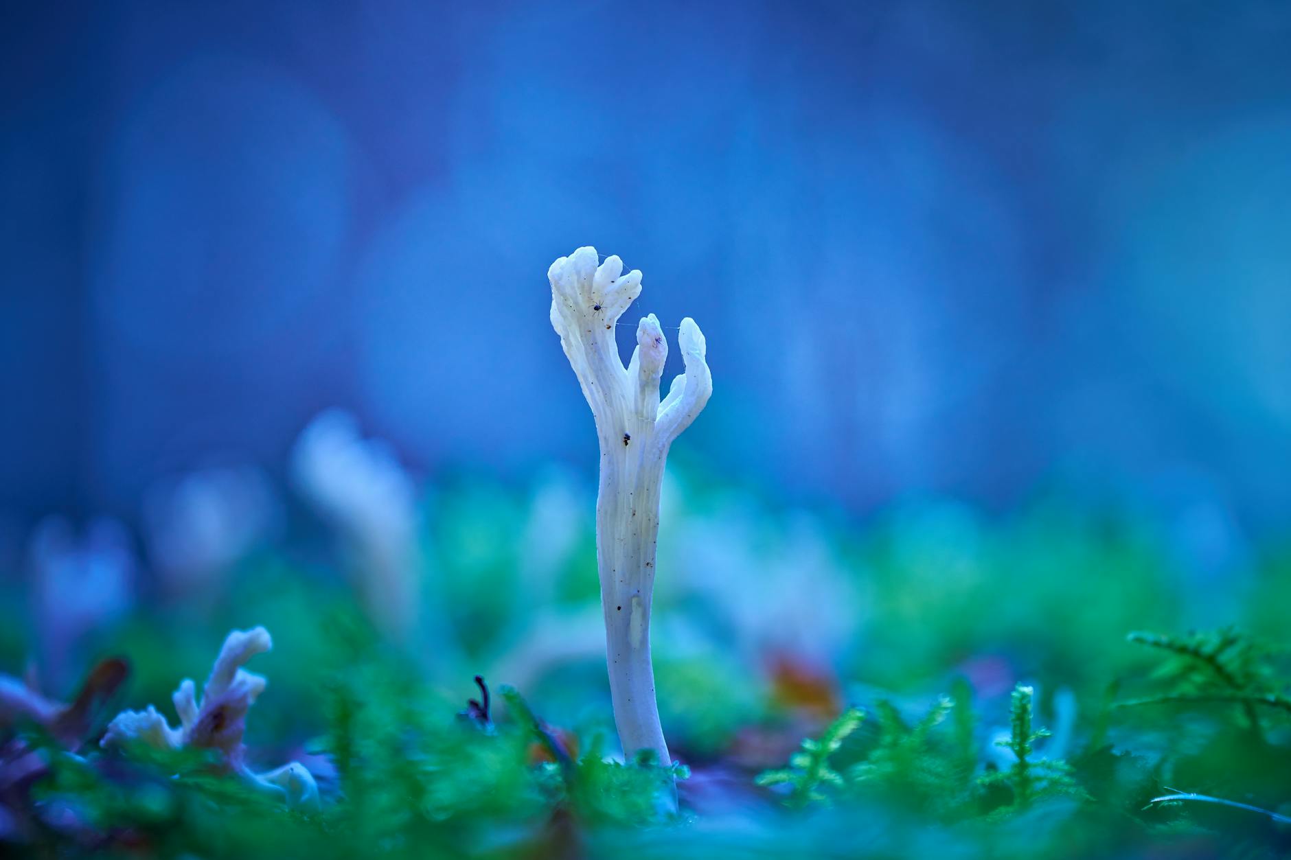 베란다 곰팡이 제거제 강력 추천 및 재발 방지 코팅법