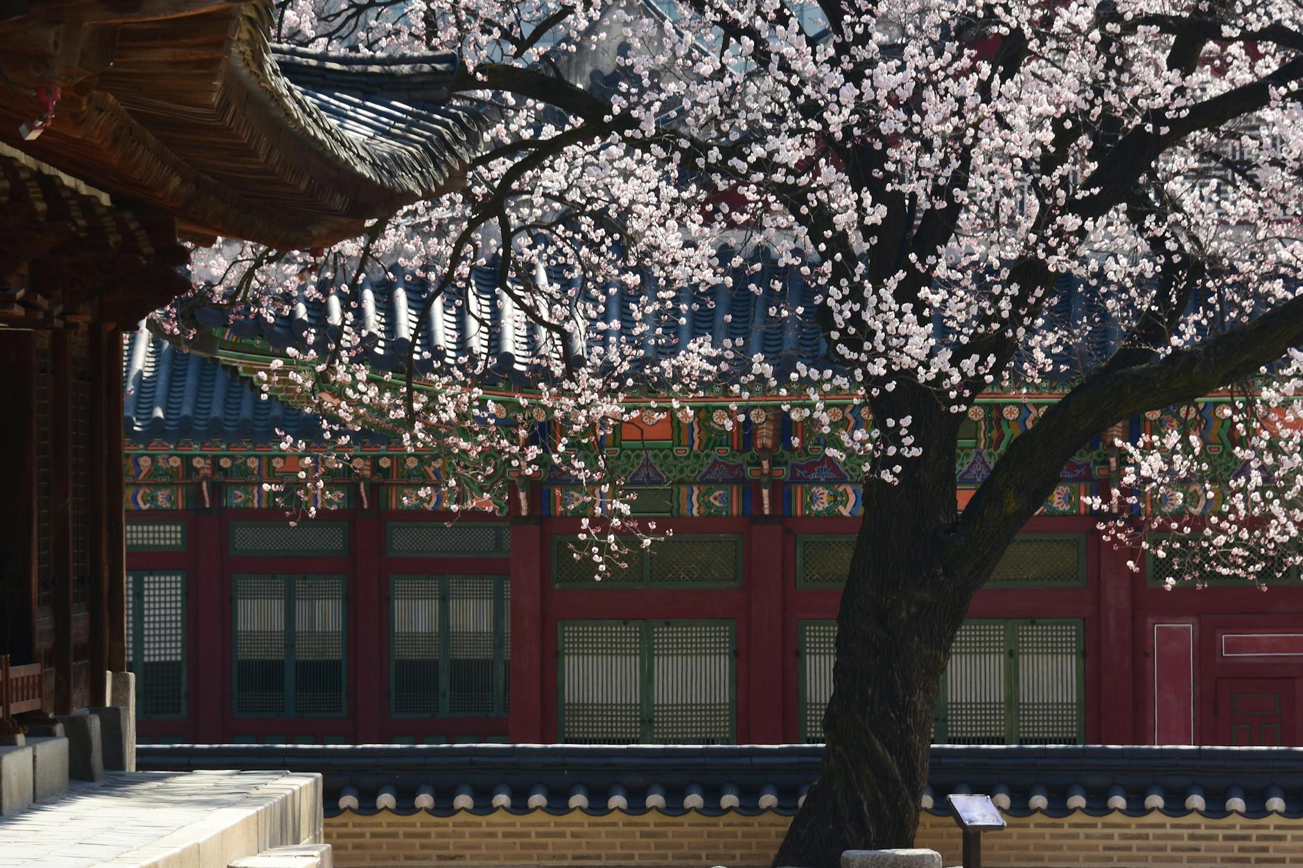 미사경정공원 겹벚꽃 사람 많아 후회하는 시간대 피하는 법