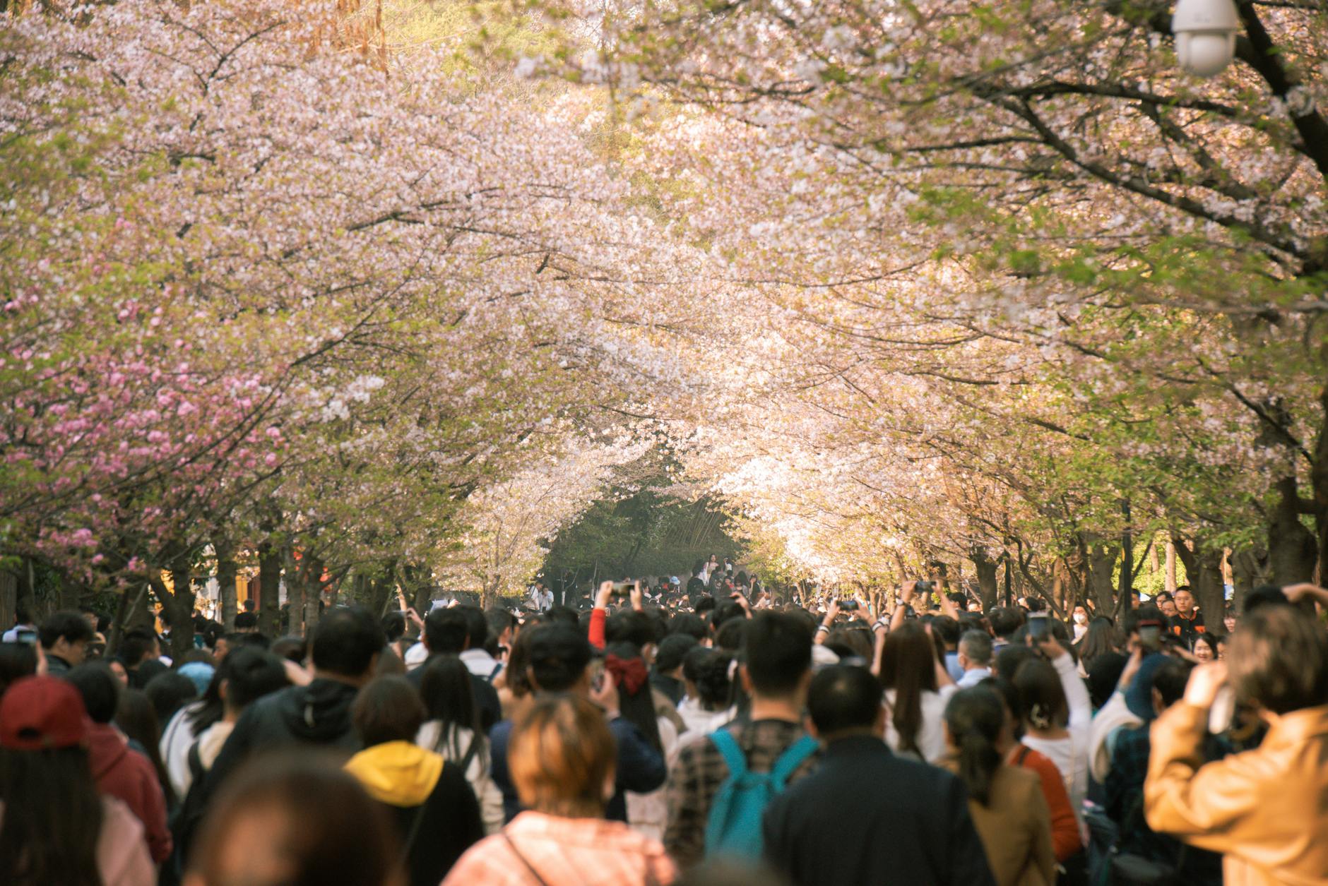 청남대 봄꽃축제 영춘제 일정과 행사 정보