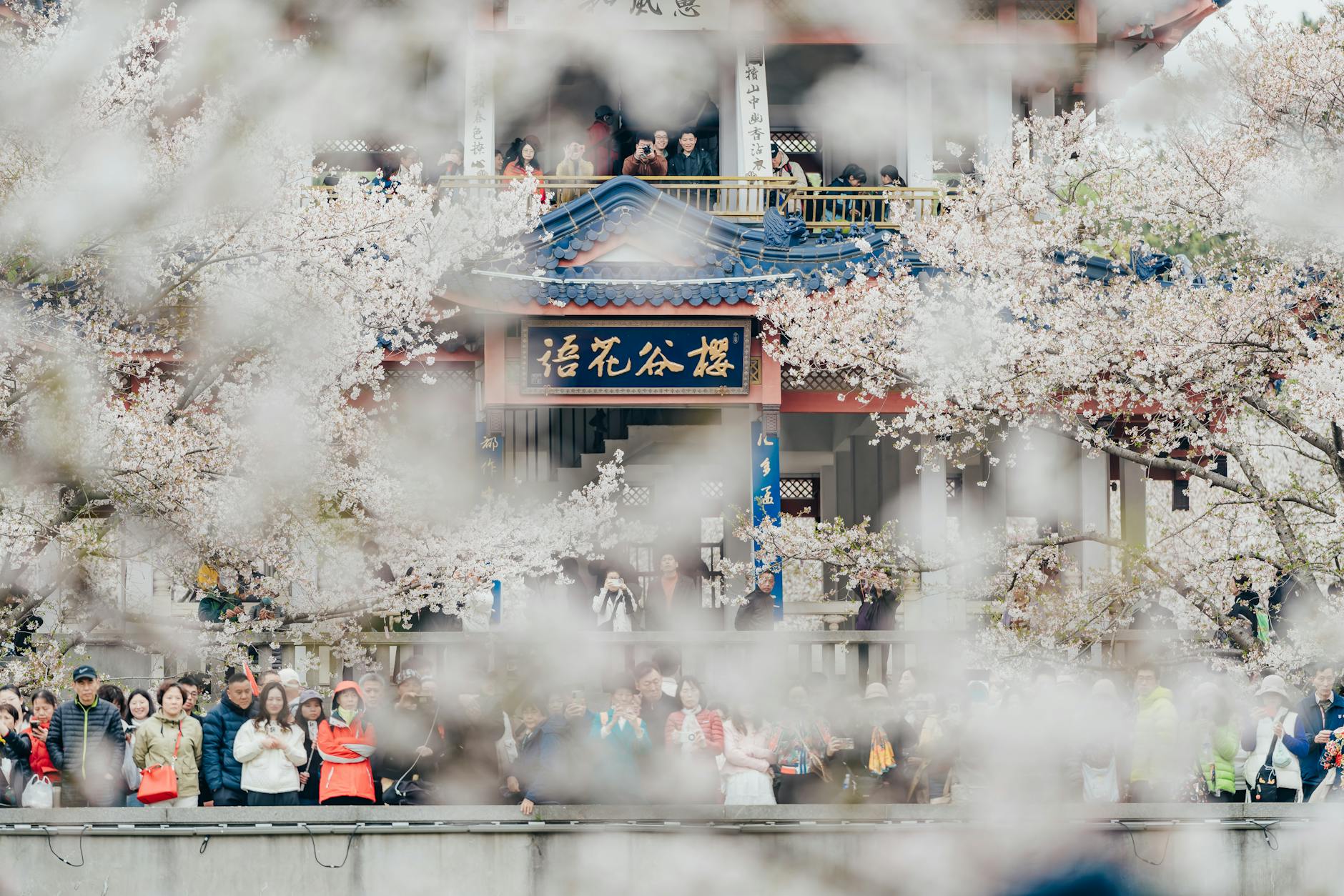 청남대 봄꽃축제 영춘제 일정과 행사 정보