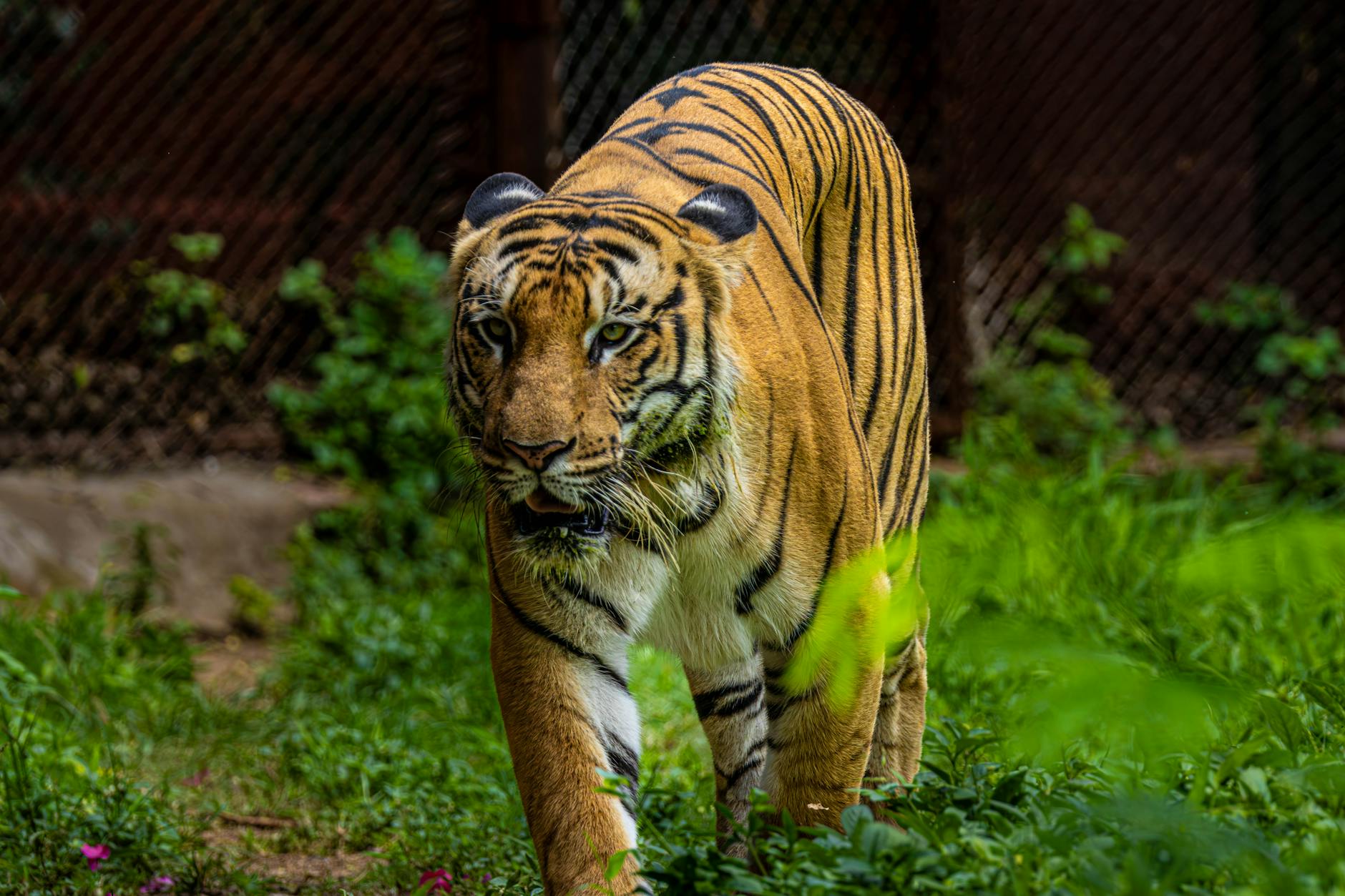 서울 타이거버스 예약 방법과 이용 기준 확인