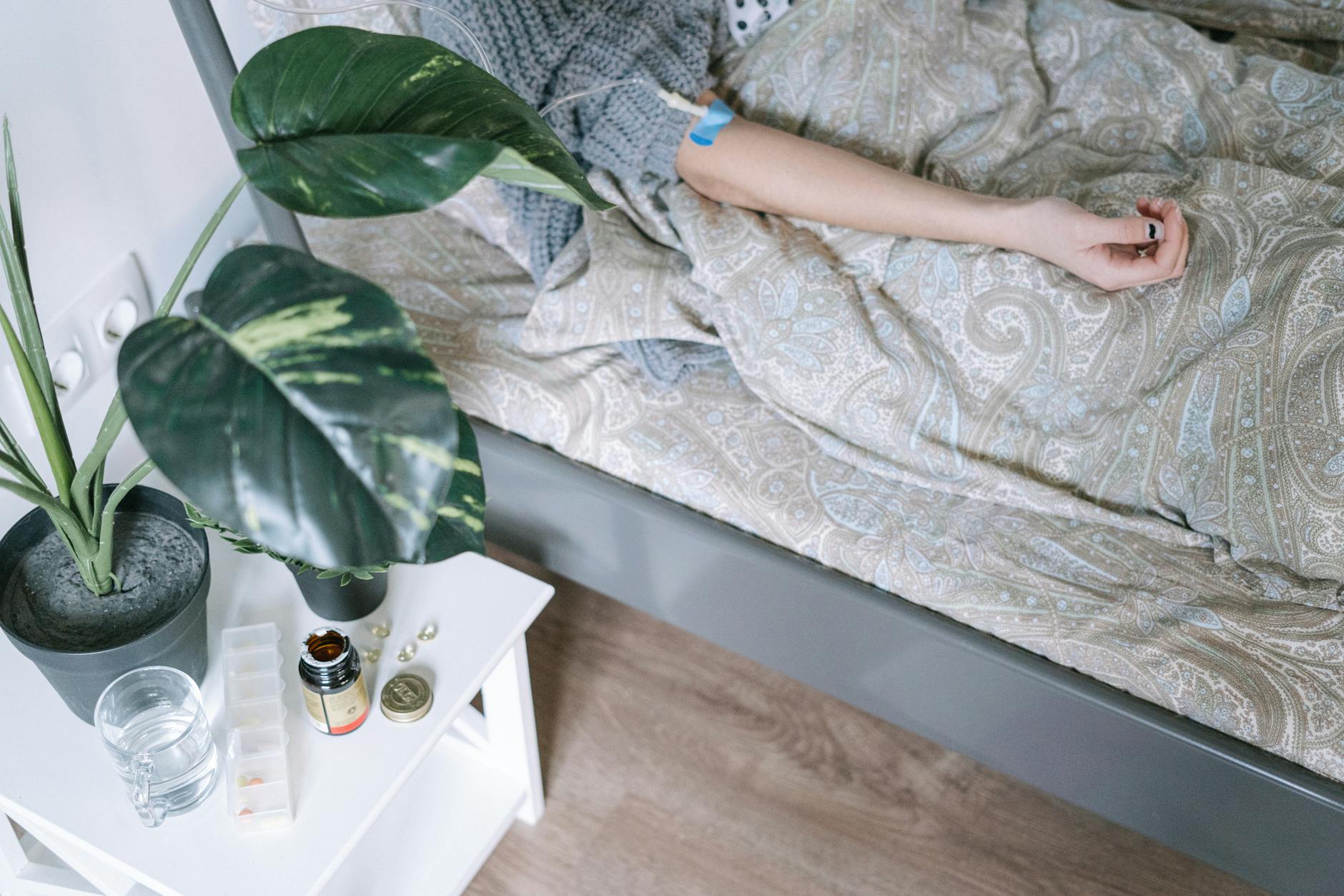 피로회복 식물 종류와 선택 기준 확인