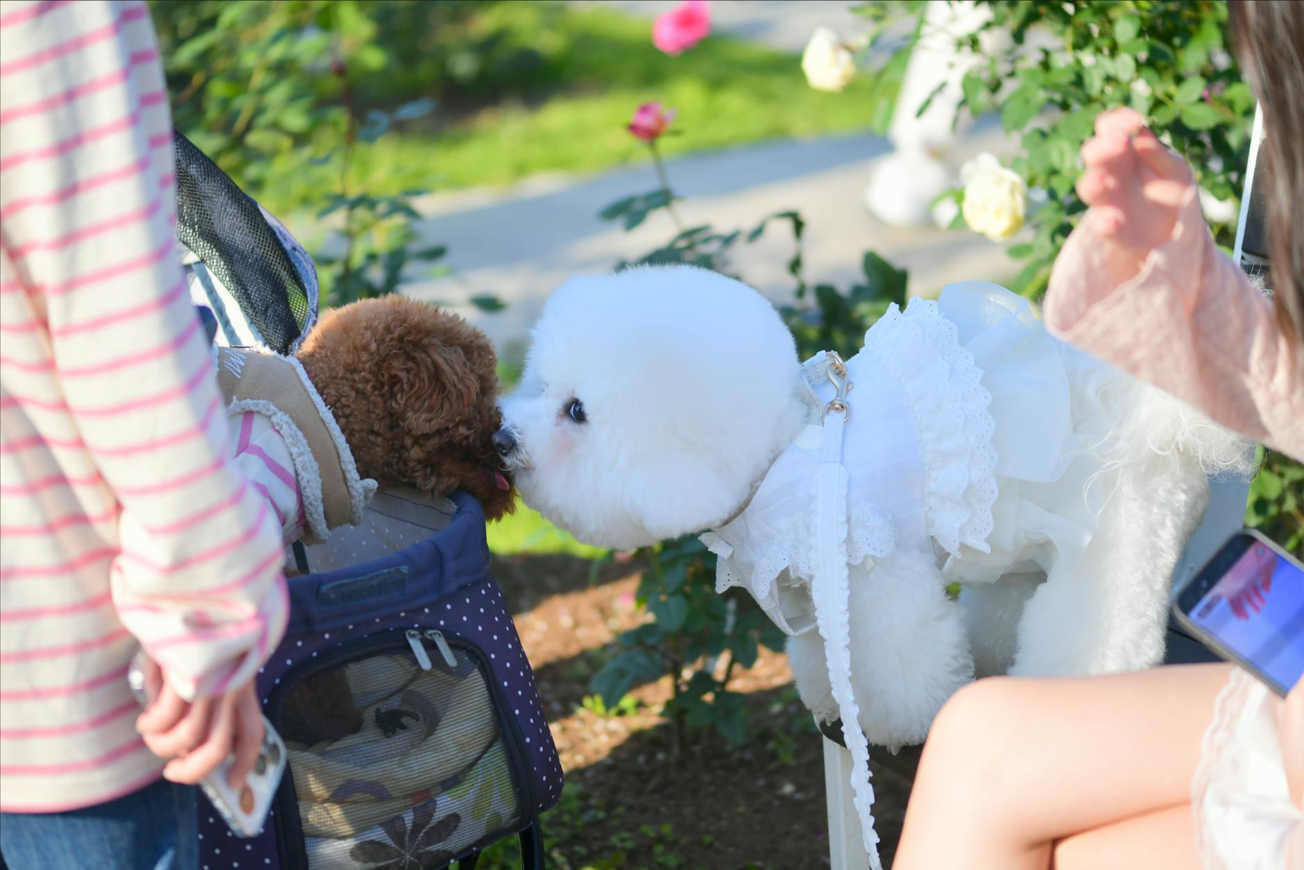 케이펫페어 일정 확인과 참여 기준 정리