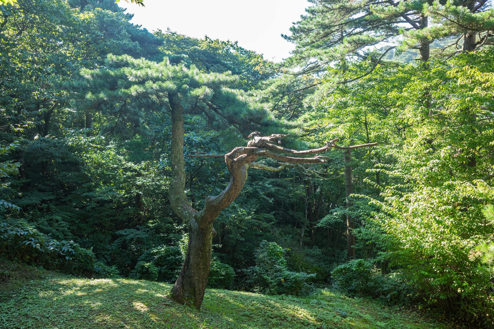 용인자연휴양림 예약 방법과 이용 기준 확인