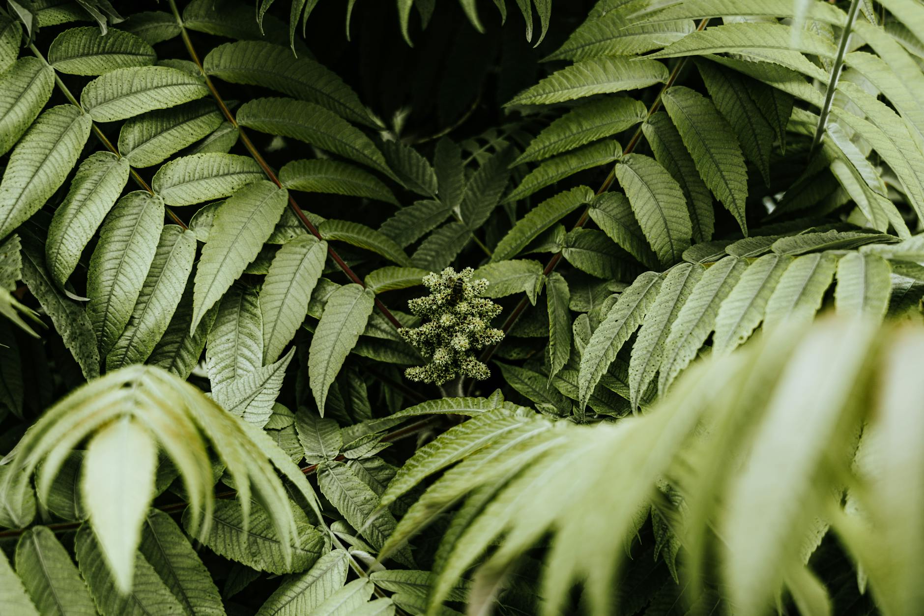 두릅 효능 부작용 먹는 방법 제철 총정리