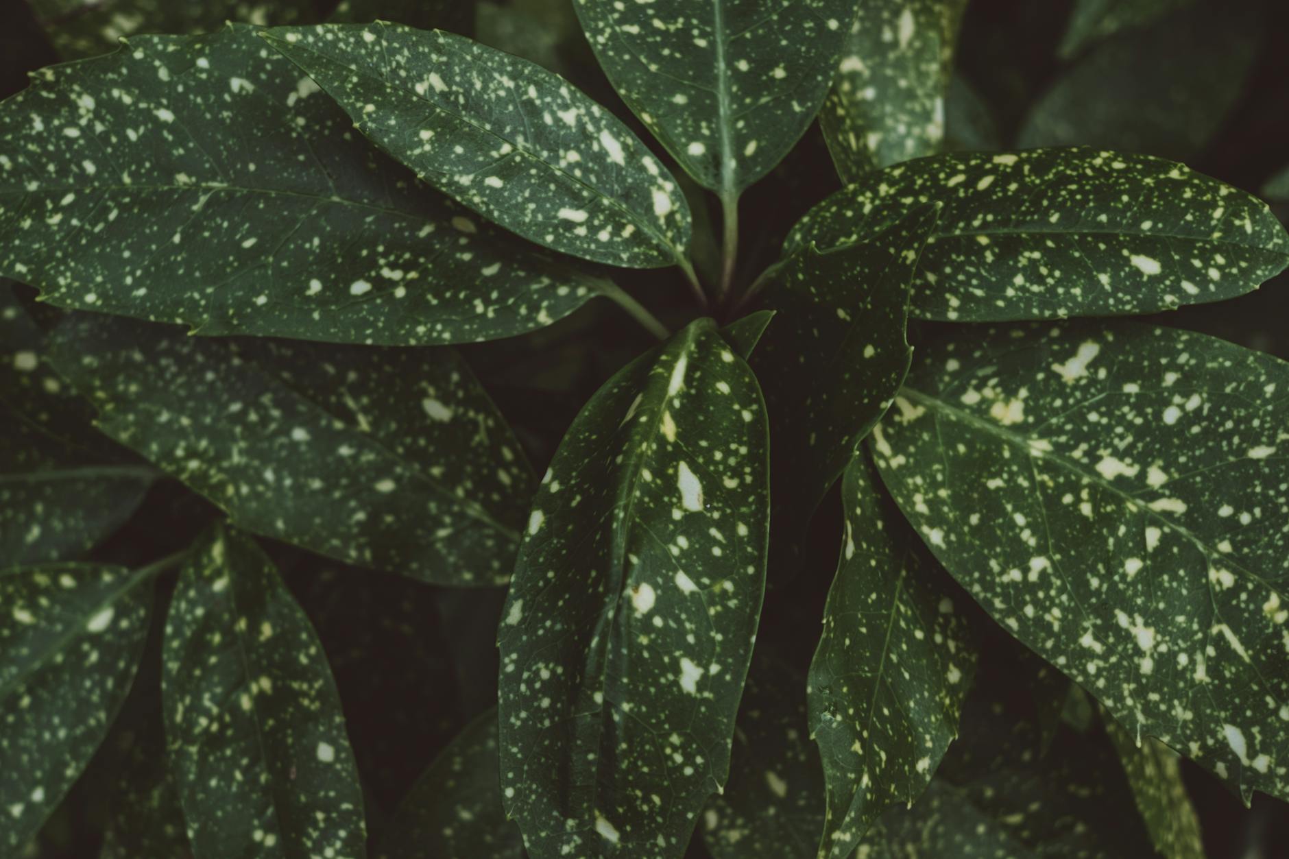 두릅 효능 부작용 먹는 방법 제철 총정리