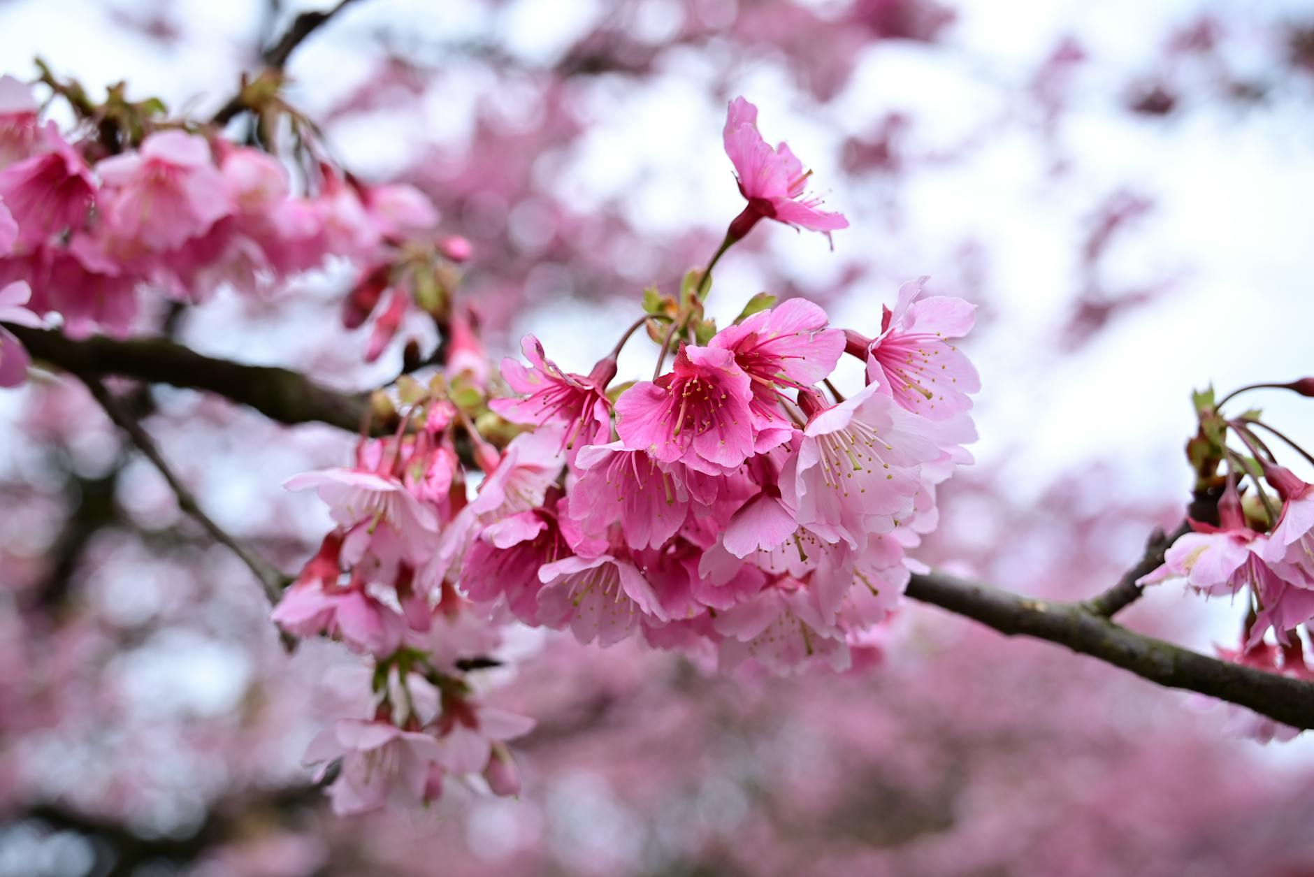 미사경정공원 겹벚꽃 개화시기 실시간 상황 명소 정리