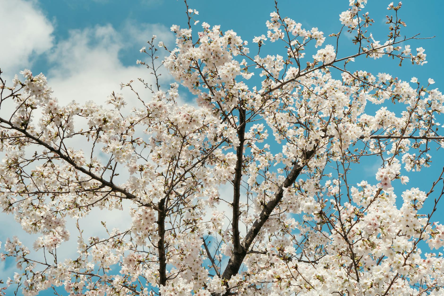 미사경정공원 겹벚꽃 개화시기 실시간 상황 명소 정리