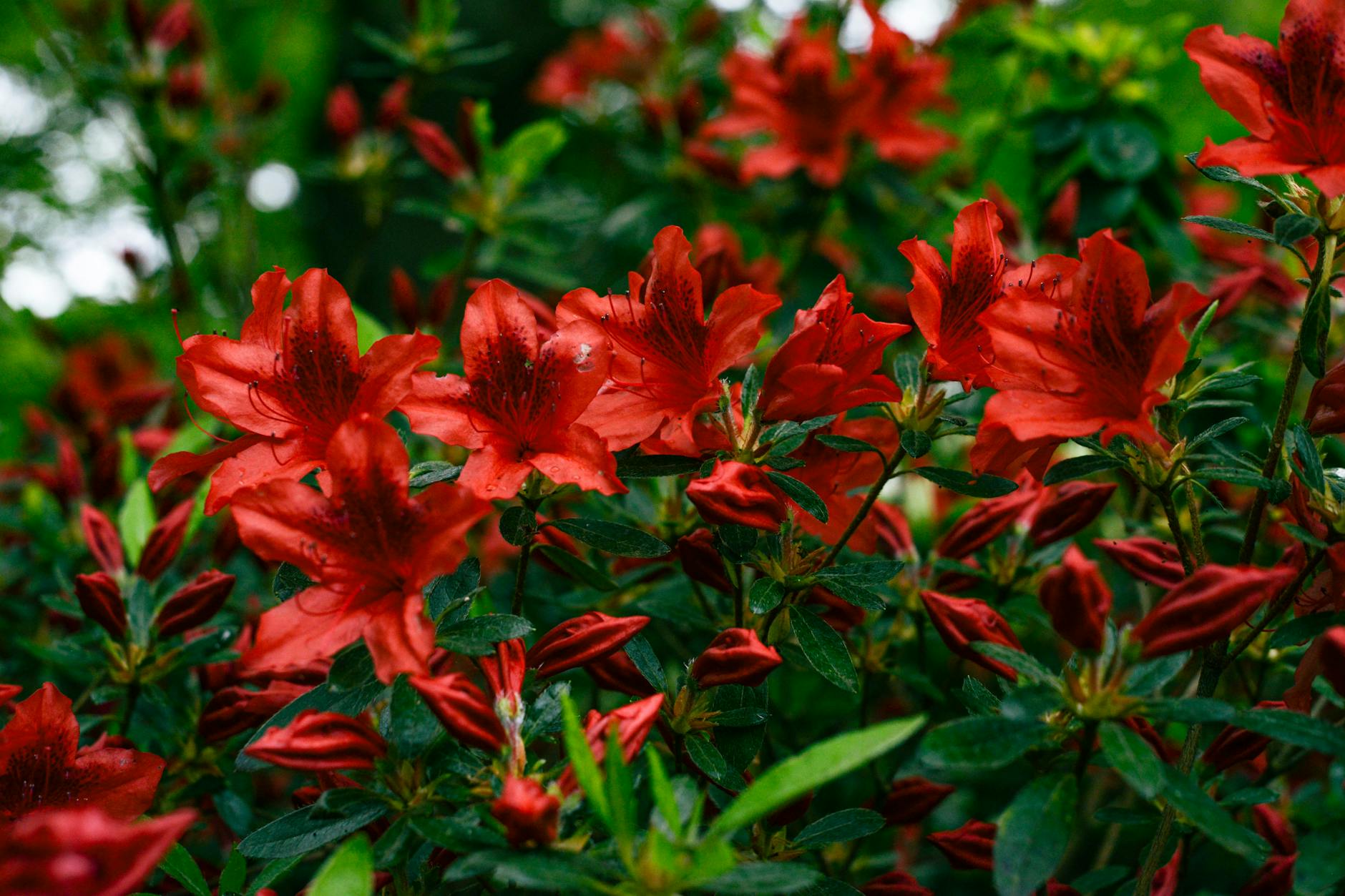 2026 군포 철쭉축제 일정 개화시기 주차 꿀팁